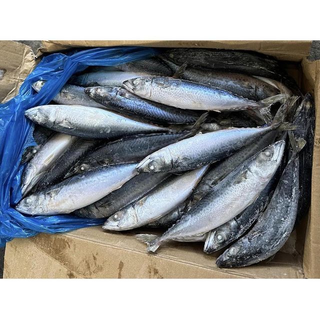 Frozen Atlantic Mackerel Fish Premium Whole Round Seafood Selection For Bulk Import Export And International Buyer Supply - Image 3