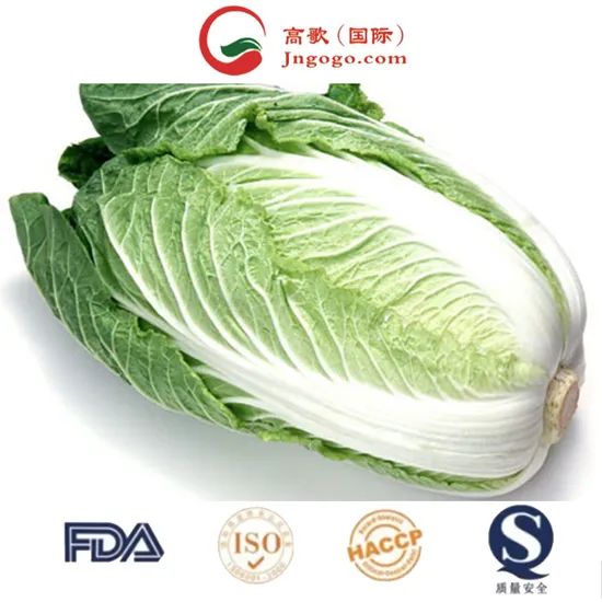 Fresh Green Cabbage From China Kind Fresh Size 1.5kg Color Green Origin China Trademark GOGO HS Code 0706100001 Place of Origin - Image 4