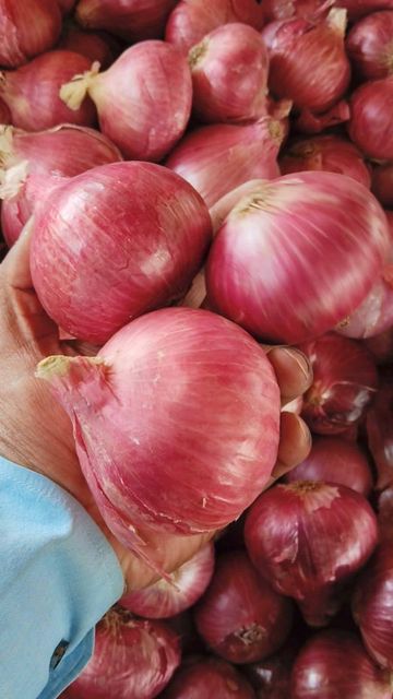 Red onions Organic Yes Texture Firm Color Red / White Foreign Matter Nil Flavor Strong Pungent Flavor Storage Performance Excellent - Image 2