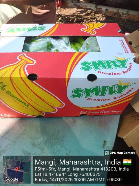 Cavendish Banana Origin India Quality Premium Net Weight 13 Kilo Gross Weight 14 Kilo Hand Size Options 4/5/6/7/8 Total Boxes Per Container - Image 2