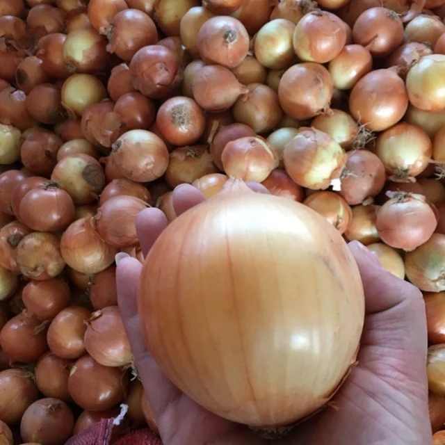 Fresh Mixed Onions – Red, Yellow, White and Shallot Export Supply - Image 4