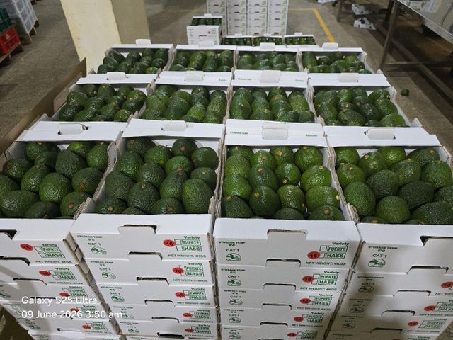 Fresh Hass Avocado Origin Kenya Grade Class I Shape Pear Shaped Cultivation Type Hass Place of Origin Kenya Organic Conventional, Yes - Image 5