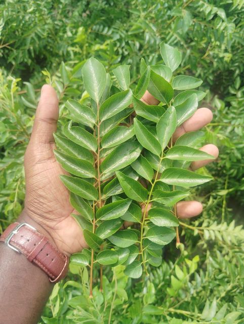 Fresh curry leaves - Image 1