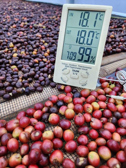 Coffee & Coffee Bean Price Per Kilogram Usd 5 Supply Chain Reliability Dependable Quality Assurance Backed By Quality Assurance - Image 9