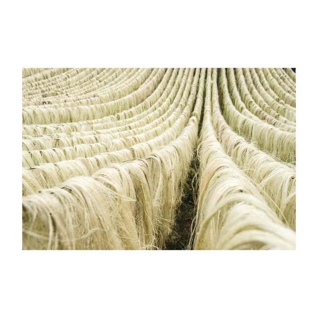 Cheap Sales Of Quality Sisal Fibre Sisal Hemp Natural UG Grade Sisal Fiber for sale - Image 3