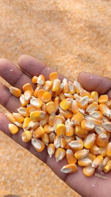 Non-GMO Yellow Maize – Premium Quality for Food & Feed Hs Code 1005 Ash Max. 1.5% Origin Tanzania Crude Fat 3% – 4.5% Packaging 25kg,50kg - Image 2