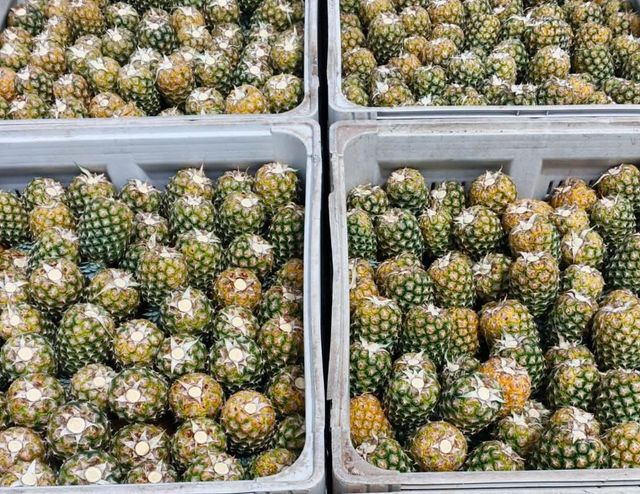 Premium Fresh Pineapple (MD2, Smooth Cayenne, and Baby Honey Varieties) - Image 4