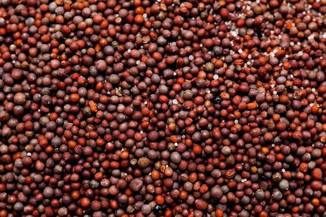 Canola Seed For High Yield Agriculture Productive Oilseed Crop With Quality Grains Suitable For Farming Processing – product photo 3, product detail gallery