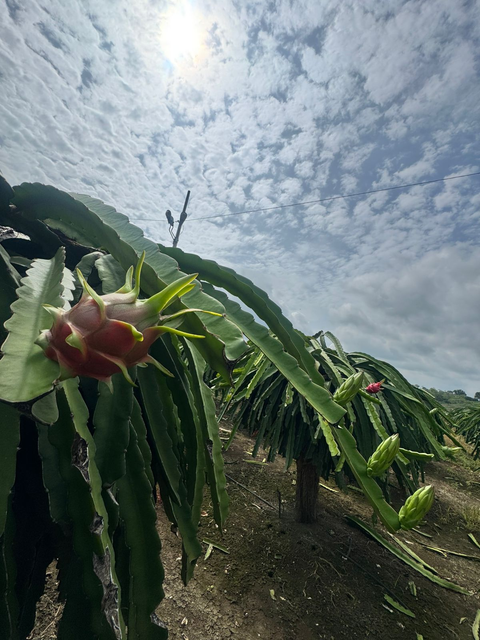 The best Dragon Fruit - Image 1