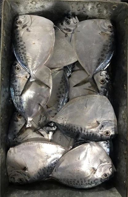 Frozen Moonfish Frozen Seafood Sea Frozen Fish - Image 5