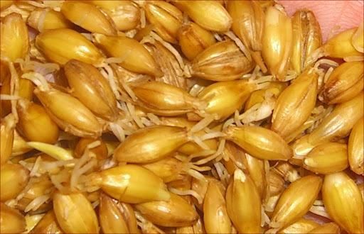 Factory Price Malted Barley Ready For Wholesale Distribution And Export - Image 5