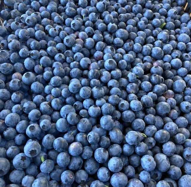 New Harvest Fresh Frozen Blueberries | Fresh Blueberries 2kg International Export Standards On Sale - Image 3