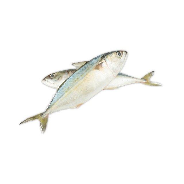 Wholesale Frozen Mackerel Fish Premium Quality - Image 3