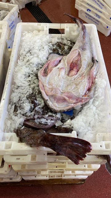 RELIABLE SUPPLY HIGHLY VALUED MONKFISH(LOPHIUS PISCATORIUS) 2-4Kg TAILS SEA FROZEN OPTIMAL FRESH MEATY TEXTURE - Image 2