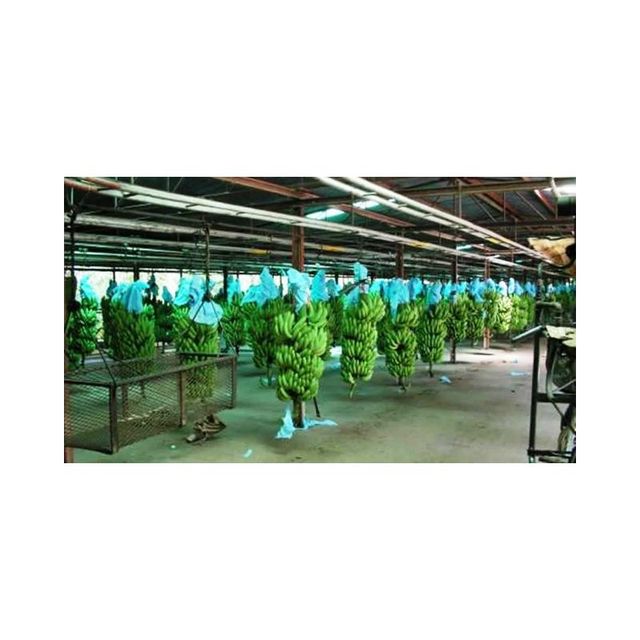 Fresh Green Cavendish Bananas Green Tanzania Banana Suppliers Tanzania Fresh Bananas for Export Fresh Frozen Fruit - Image 6
