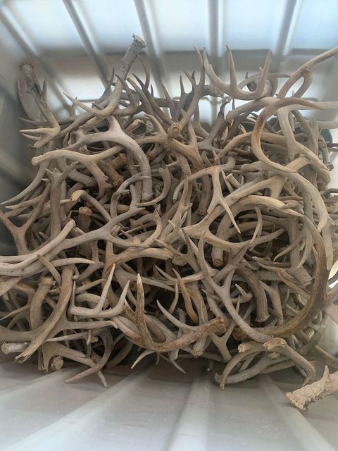 Authentic Naturally Shed Red Deer Antler Horn Long Lasting Pet Chew Buy Today With Trusted Quality And Great Value - Image 2