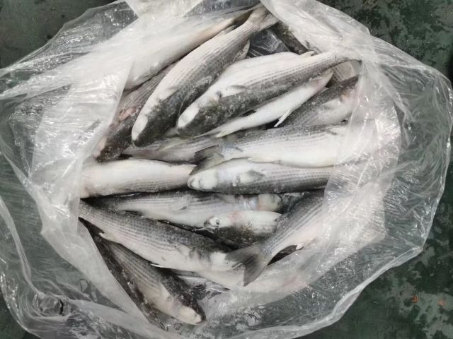 fresh seafood wholesale good quality grey mullet fish gutted Frozen grey mullet - Image 3