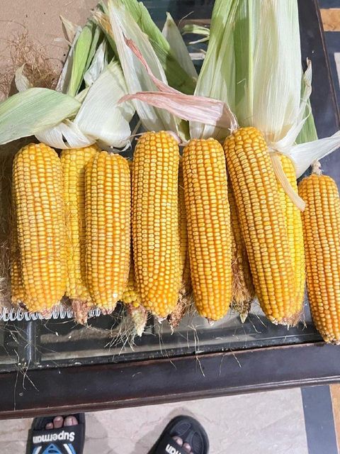 Corn - Image 3