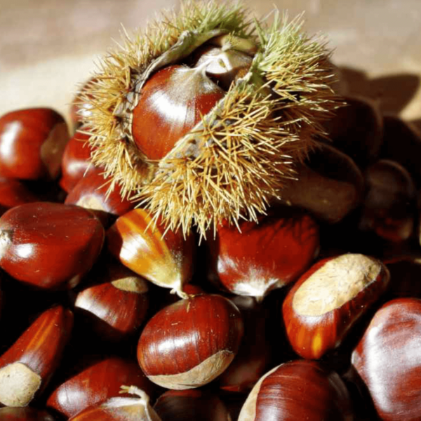 Organic Fresh Sweet Chestnut Dark Chestnuts Dried Raw Food for Eating Wholesale Supply - Image 3