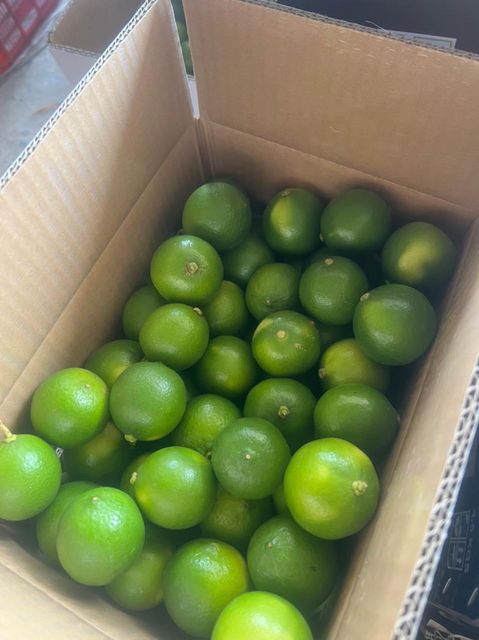 SEEDLESS LEMON - Image 4
