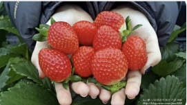 fresh strawberry - Image 1