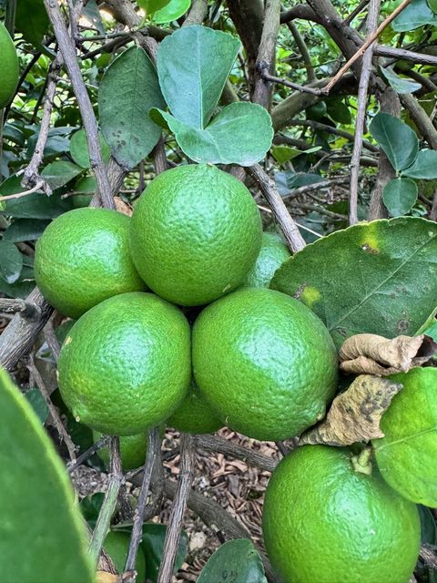 SEEDLESS LEMON - Image 3