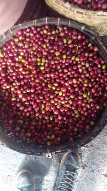 coffee Features Organic Bean Type Arabica - Image 5