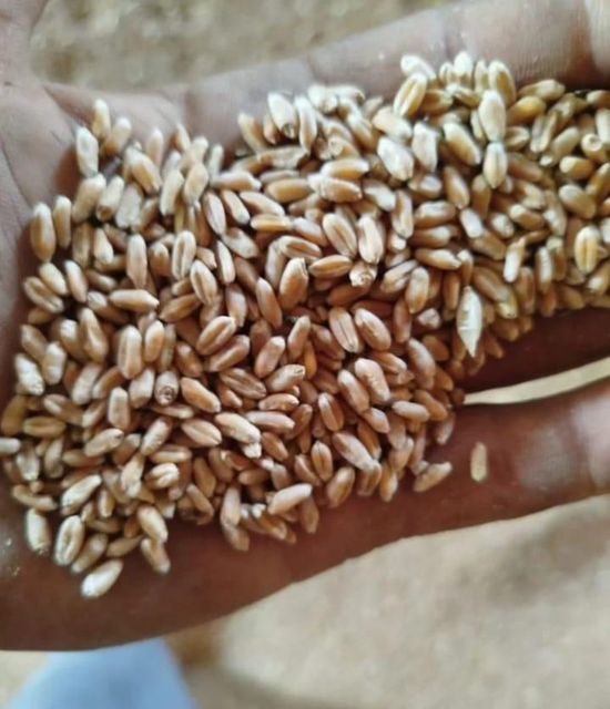 Wheat Grain from Russia and Kazak 11.5% protein till 14.5% - Image 1
