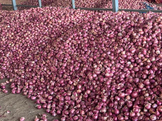 Red Onions - Image 5