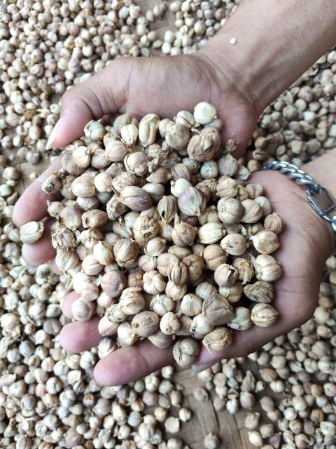 INDONESIAN WHITE CARDAMOM ORIGIN JAVA - Image 4