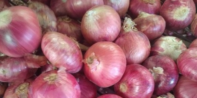 good quality of fresh Garlic,Ginger,Carrots, Onion,Taro and Kabocha squalish - Image 5