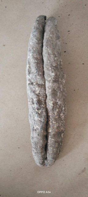Dried Sea cucumbers - Image 4
