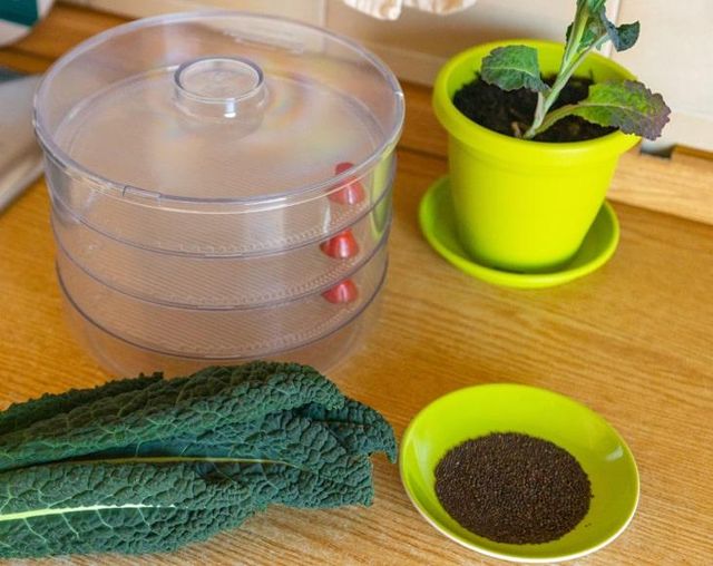 Kale Seeds for Sprouting - Image 2