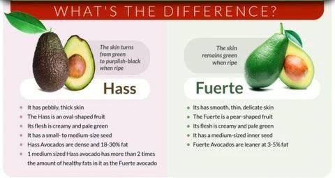 Fresh Avocado / Hass Avocado/Fuerte Avocado Fruit - Image 2