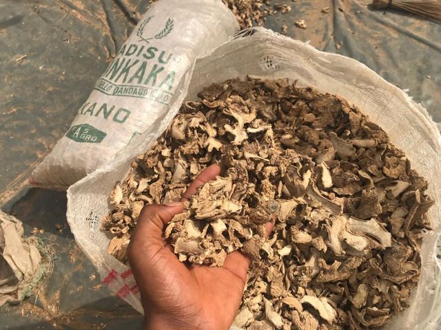 Dried Ginger (Premium Quality, Export Grade) Origin Nigeria Product Type Spices, Spices, Seasonings & Flavors Features Gluten-Free, Lactose-Free, Organic, Vegan - Image 2