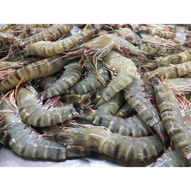 Black Tiger Shrimp - Image 1