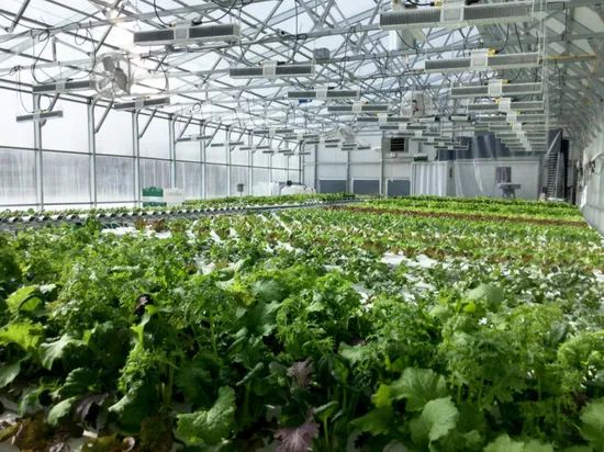 Agg Free Sample 4X8 UV Weather Resistance Plastic Sunroof Polycarbonate Sheet 5mm 7mm 10mm Polycarbonate Glass Greenhouse Panels - Image 2