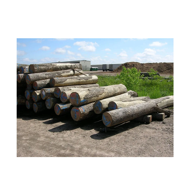 Factory Direct Ash Saw Logs – Large Diameter Custom Length Transport Destination Worldwide - Image 3