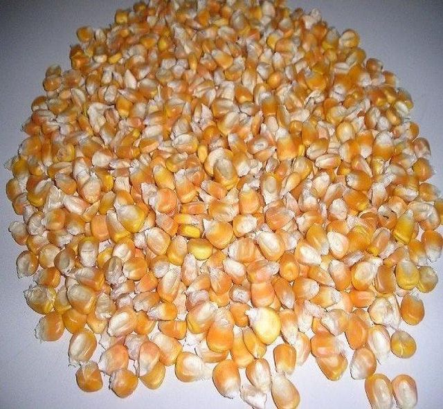 Maize - Image 1