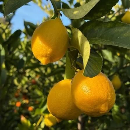 Fresh Eureka Lemon From THAI Color Yellow Harvest Time Sep Shelf Life 2 YEARS Features Gluten-Free Aroma Strong Fragranc - Image 2