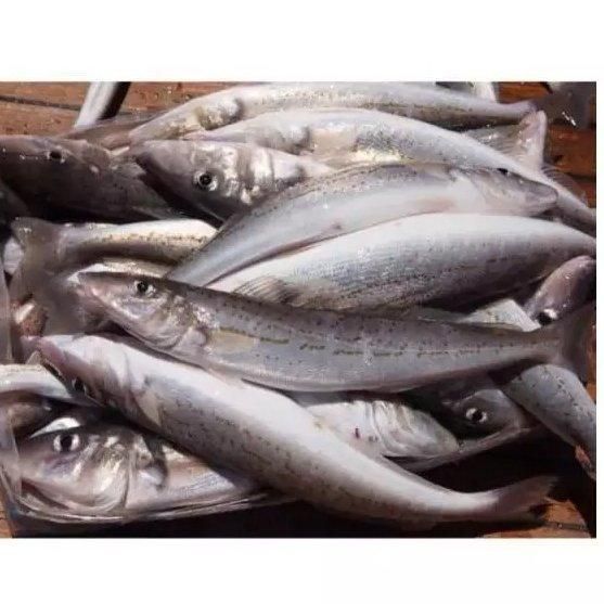 Manufacturer hot sale new product frozen hake fish fillet hake. - Image 3