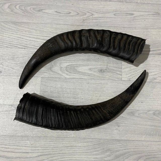 Dried Natural Buffalo horn - Image 1