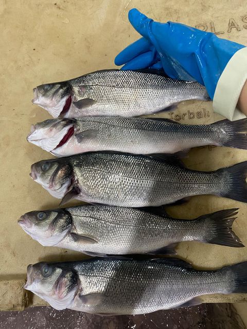 Sea bass, sea bream, salmon truite - Image 3
