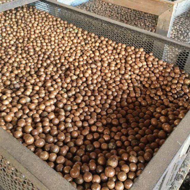 Macadamia Nuts - Image 1