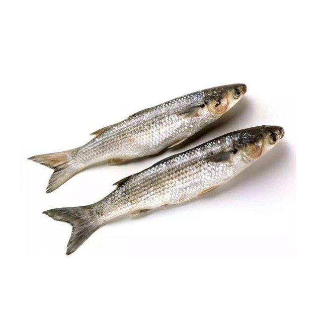 Fresh frozen whole Mullet fish best wholesale price in market - Image 4