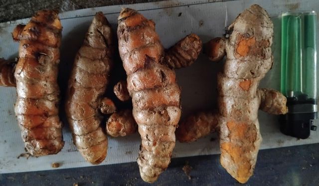 RAW TURMERIC - Image 2