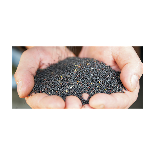 Premium canola seeds available for sale for intern-ational buyers and processors - Image 5