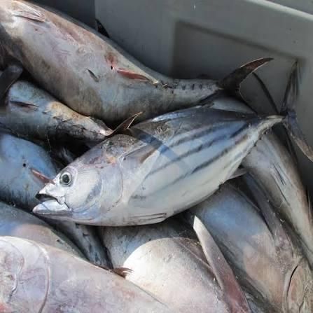 frozen black skipjack Flavor Rich Texture Firm Origin Thailand Shelf Life Long Grade AA, Premium Place of Origin THAILAN - Image 3