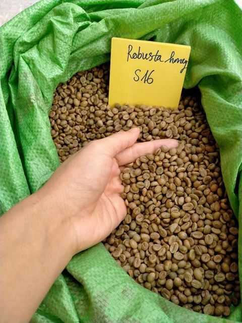 ORGANIC ROBUSTA GREEN COFFEE BEANS – product photo 3, product detail gallery