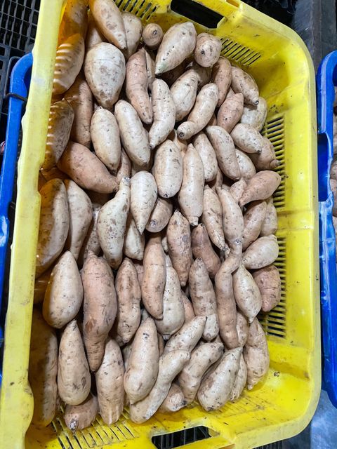 Premium Fresh Cilembu Honey Sweet Potato (35% Brix) - Export Grade - Image 2